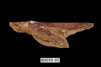 藏品(朱紅鶯蛤)的圖片